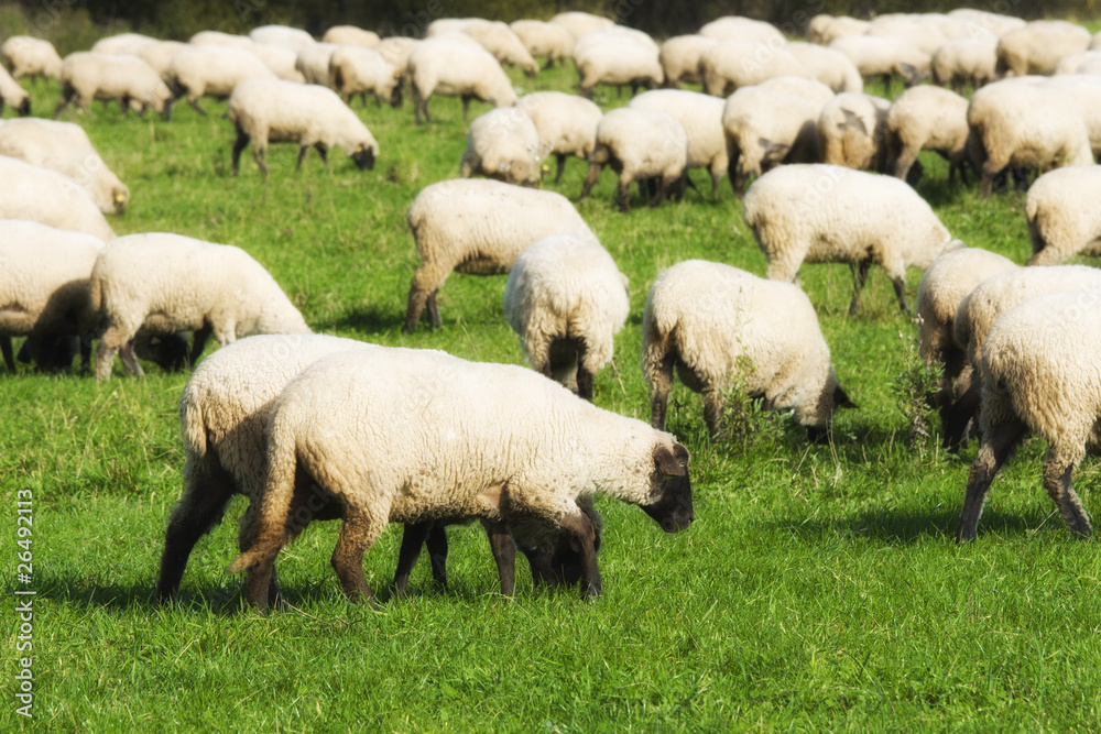 Fototapeta premium Sheep