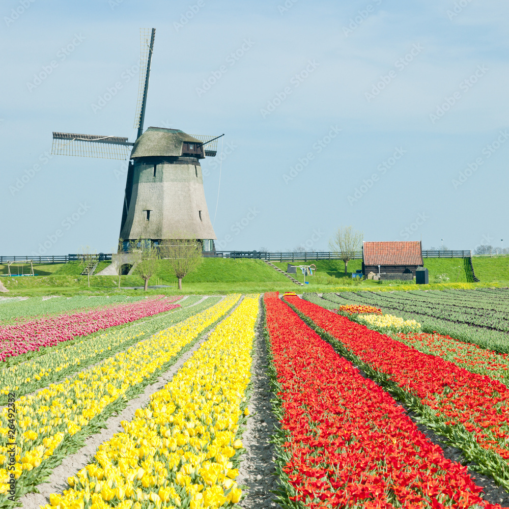 windmill with tulip field near Schermerhorn, Netherlands