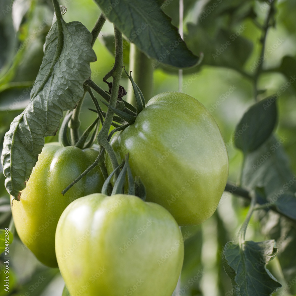 grappes de tomates vertes naturelles sur pied