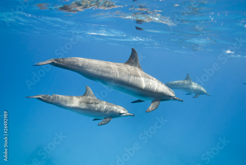 Mother and juvenile Spinner dolphins in the wild.