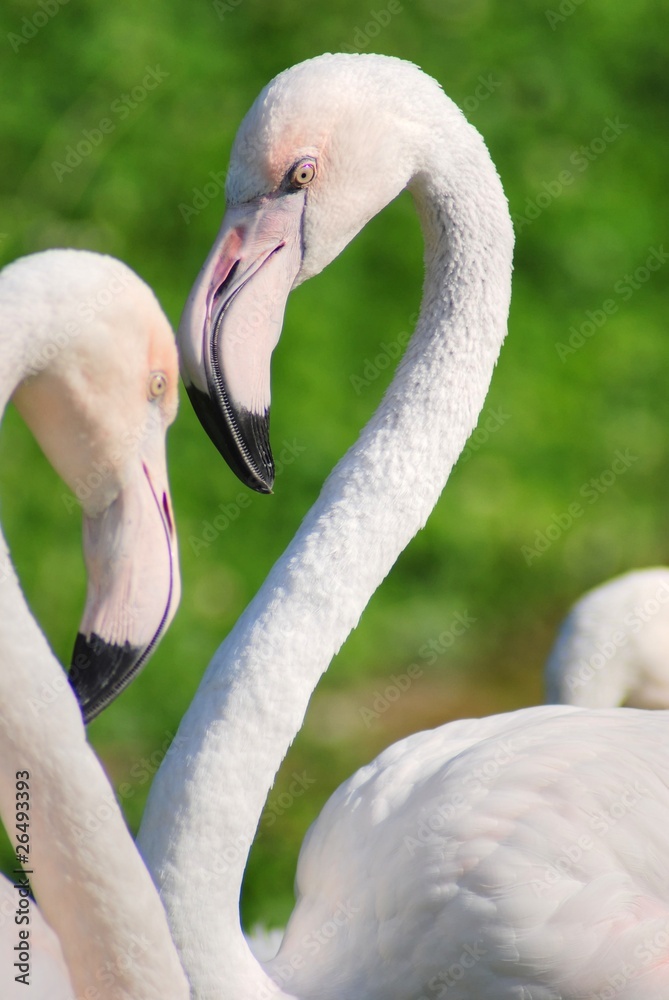 Fototapeta premium flamingo