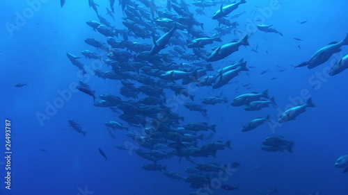 Large school of bohar snapper. Red Sea, Egypt. photo