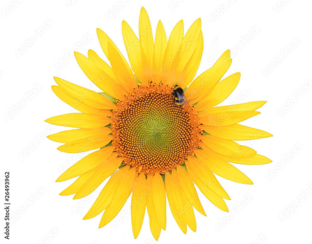 Obraz premium Sunflower and bee isolated on white