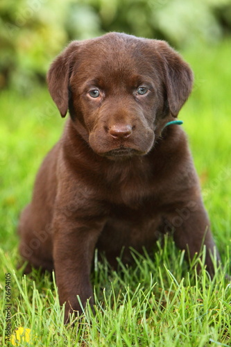 Chocolate Labrador Retriever Sitting in Grass