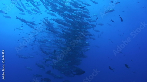 Large school of bohar snapper. Red Sea, Egypt. photo