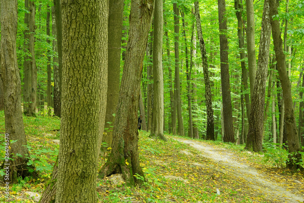 Naklejka premium forest