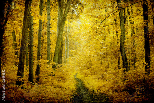 autumn forest © Pakhnyushchyy