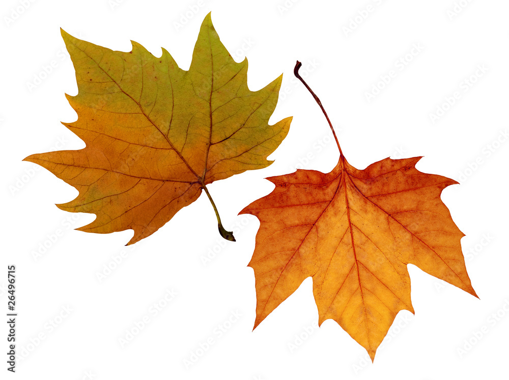 Maple leaf in autumn Maple leaf in autumn