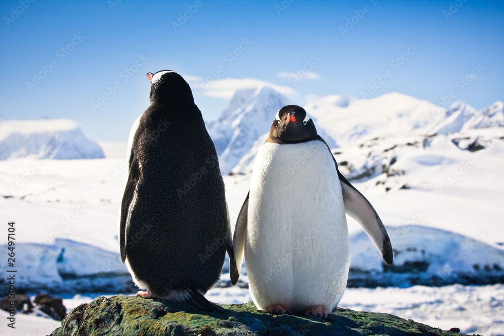 Obraz premium Two penguins