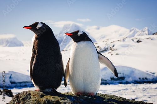 Two penguins