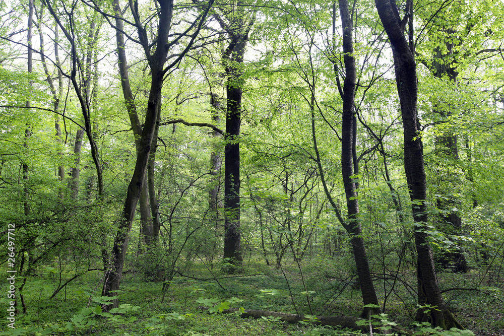 Obraz premium wald