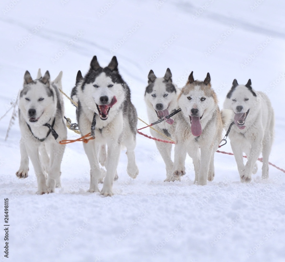 Naklejka premium traineau