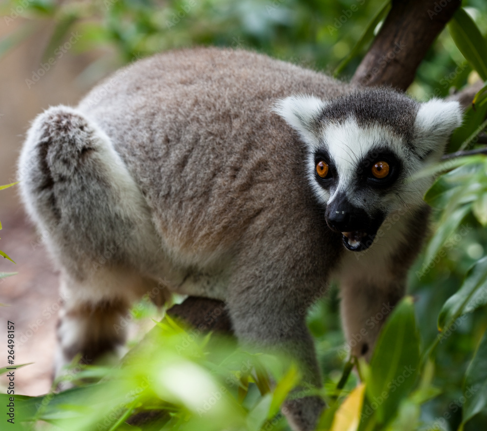 Fototapeta premium lemur