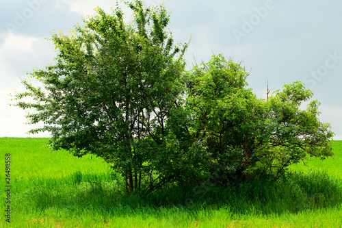 lonely tree standing in a field