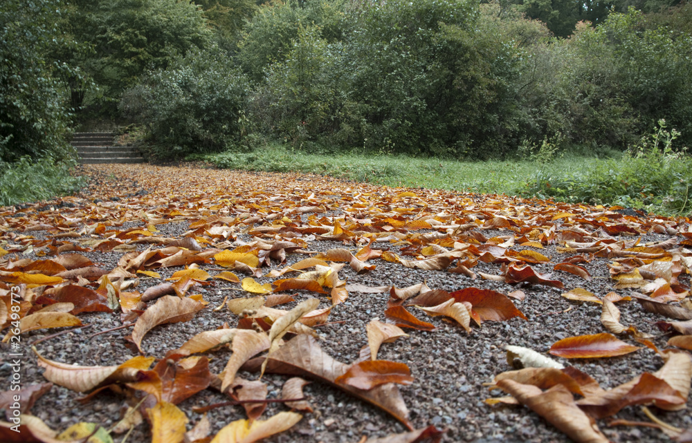 Obraz premium Herbstlaub