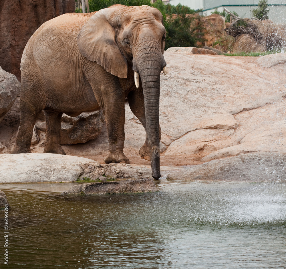 Naklejka premium elephant