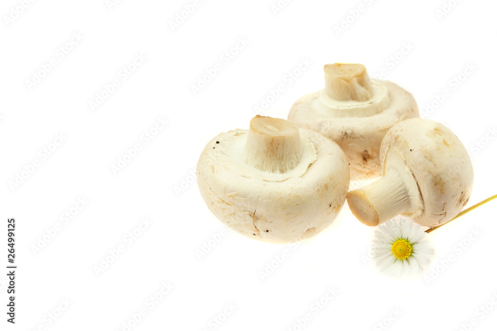 Fototapeta premium mushrooms and radishes isolated on white