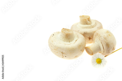 mushrooms and radishes isolated on white