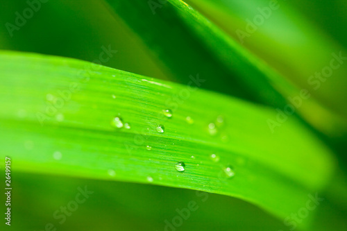 water droplets on the grass
