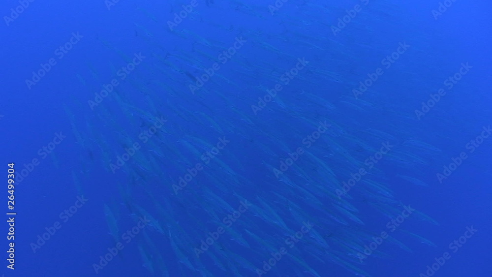 Large school of Blackfin Barracuda with scuba diver on scooter Large school of Blackfin Barracuda with scuba diver on scooter