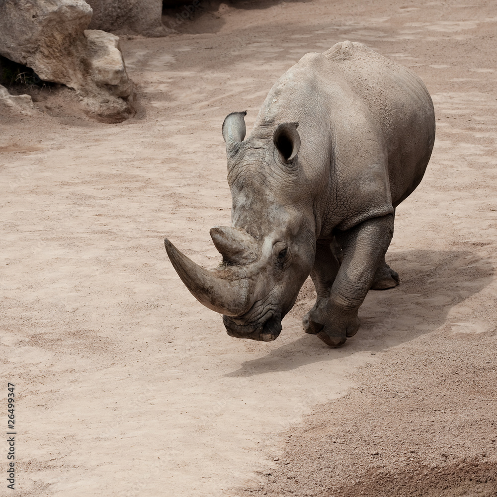 Fototapeta premium rhinoceros