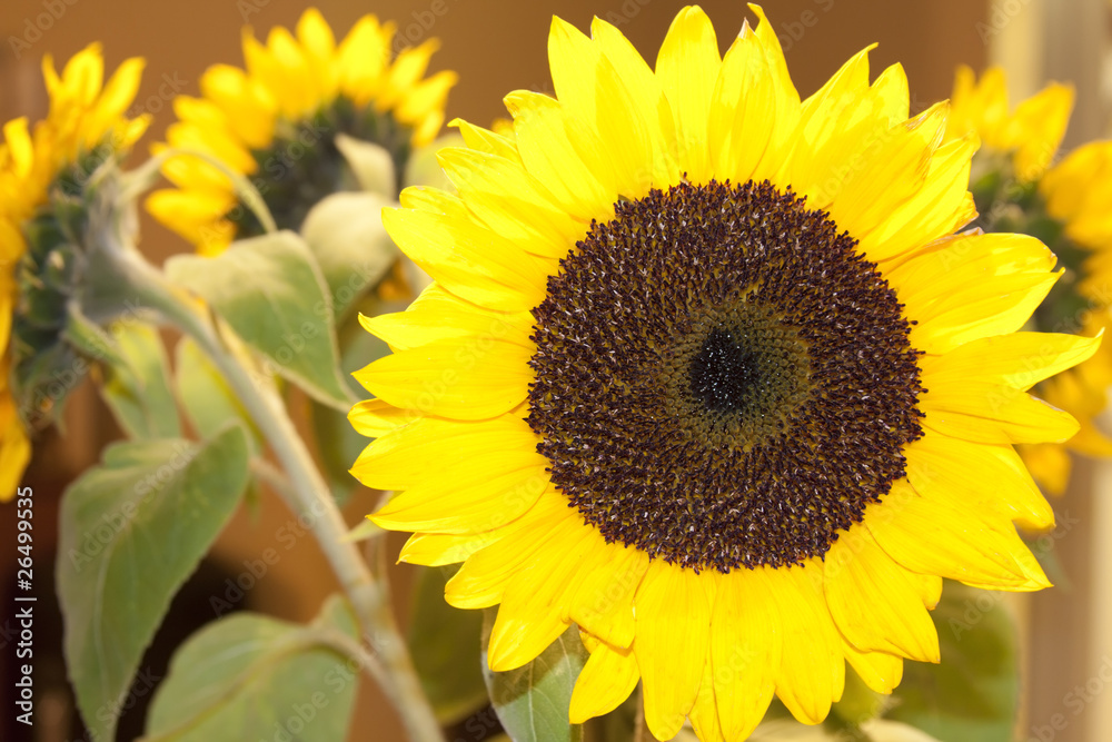 Obraz premium Close up of a Bright Sunflower with Blurred Sunflowers in the Ba
