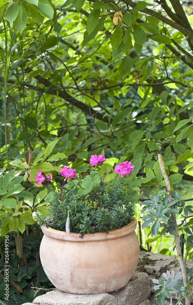 Blumentopf mit Geranien auf der Gartenterrasse (aus Naturstein)