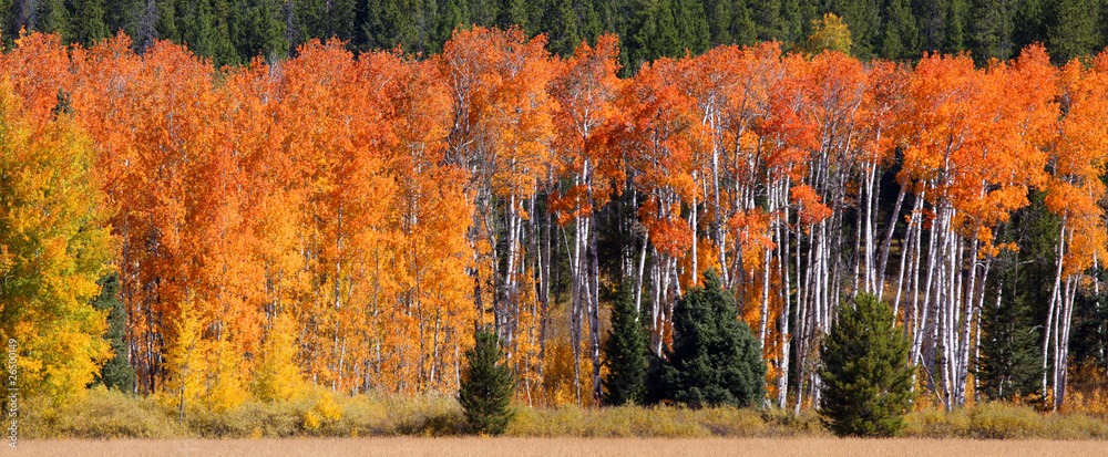 autumn trees in Yellowstone national park