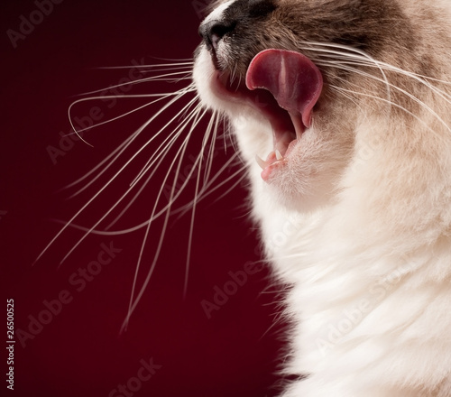 Εκτύπωση καμβά Hungry Ragdoll Licking her Lips