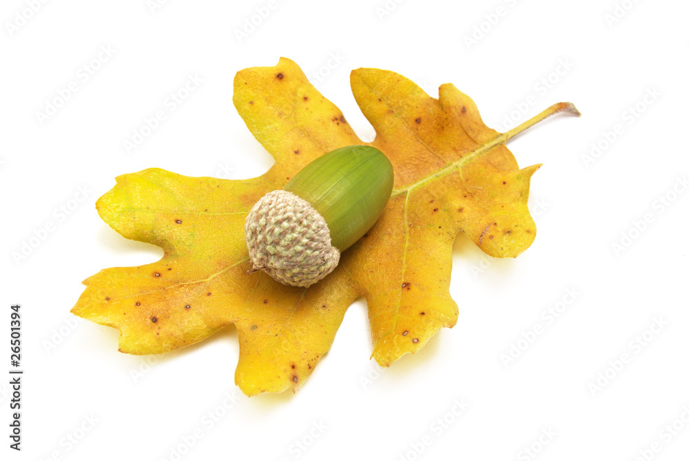 Naklejka premium Isolated acorn