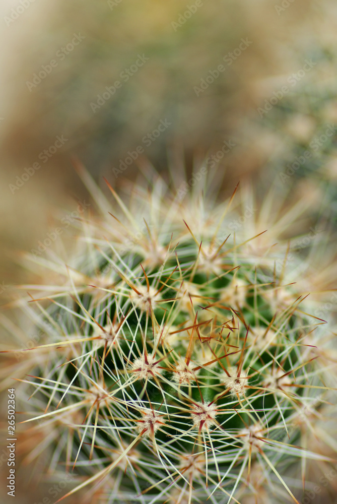 cactus cactus