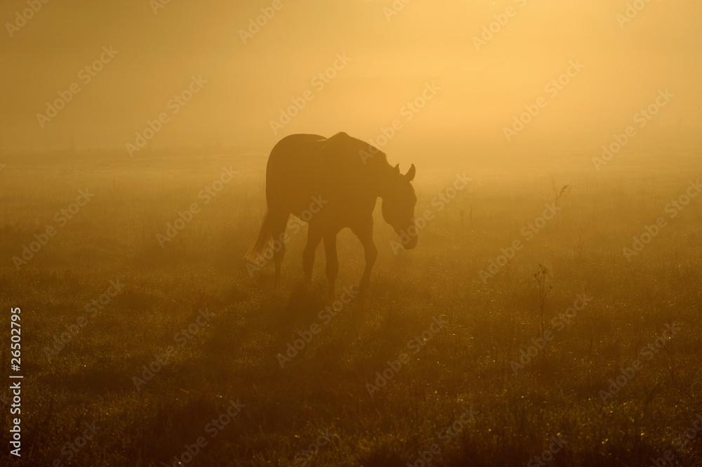 Fototapeta premium Pferd im Nebel