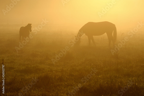 Pferde im Nebel © Lars Tuchel