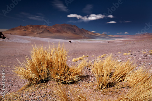 altiplano grass paja brava close in Atacama desert, Chile