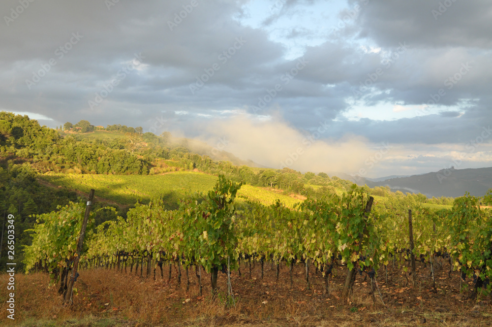 Fototapeta premium Vineyard after the Rain. Tuscany, Italy