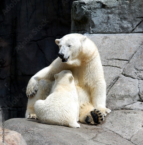 Polarbearfamily