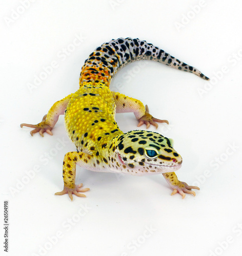 yellow geco leopardino leopard gecko Genere Eublepharis