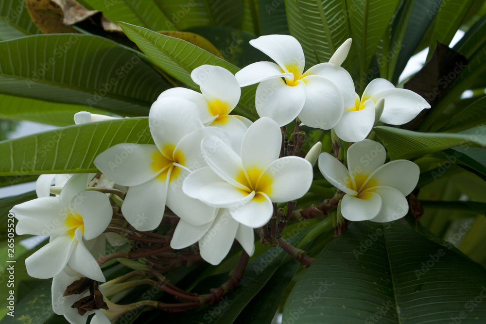 White Frangipani flower at full bloom during summer White Frangipani flower at full bloom during summer