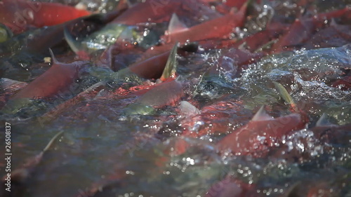 Spawning of a salmon.
