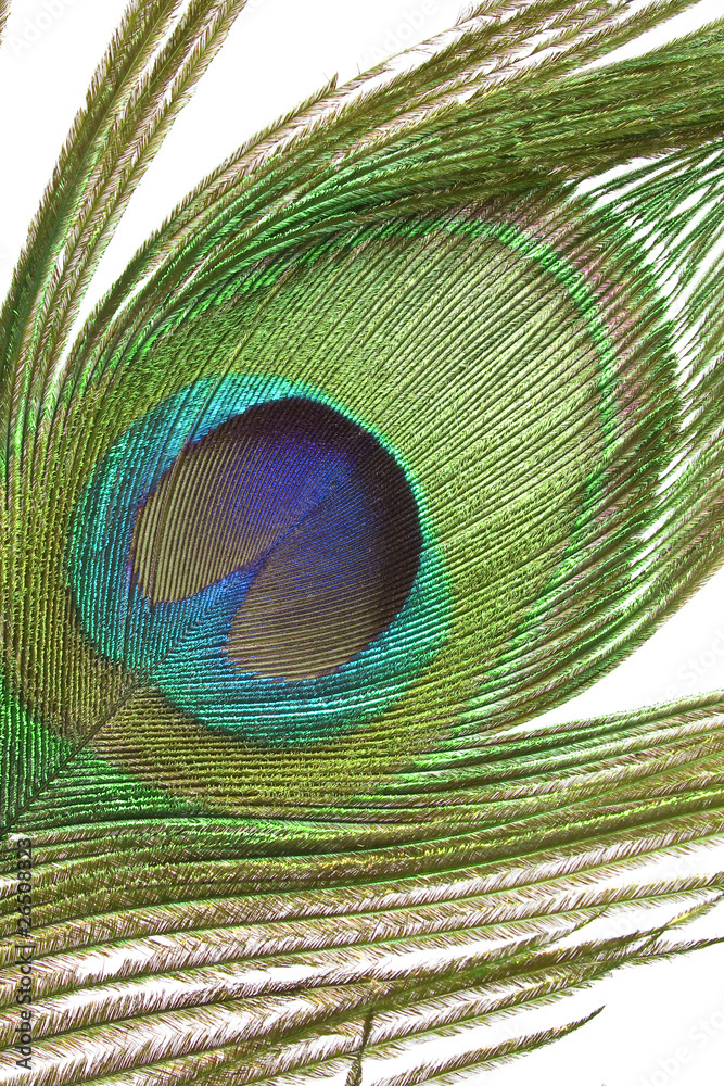 Obraz premium Peacock feather detail