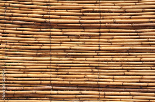 bamboo photo
