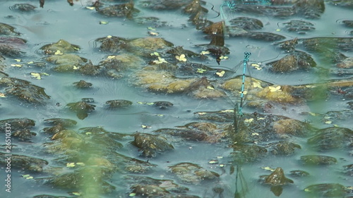 HD closeup shot of dragonflies on a bog.