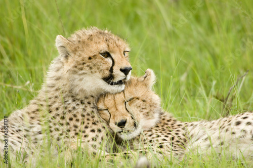 Obraz na płótnie cheetah cubs