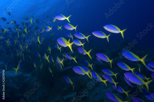 Photography School of Yellowback fusiliers swimming by in Pulau Sipadan