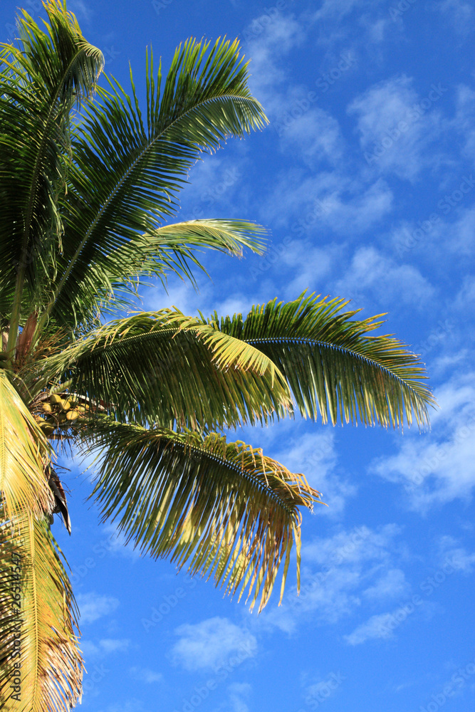 Fototapeta premium cocotier sur fond de ciel bleu outremer