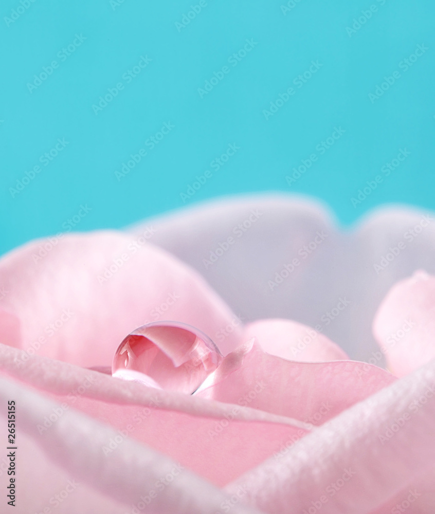 dew drop dew drop