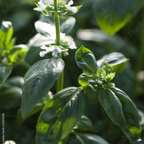 Fotografie plants de basilic dans les champs
