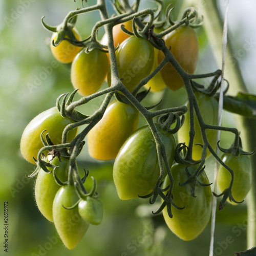 tomates olivettes en grappes sur pied photo