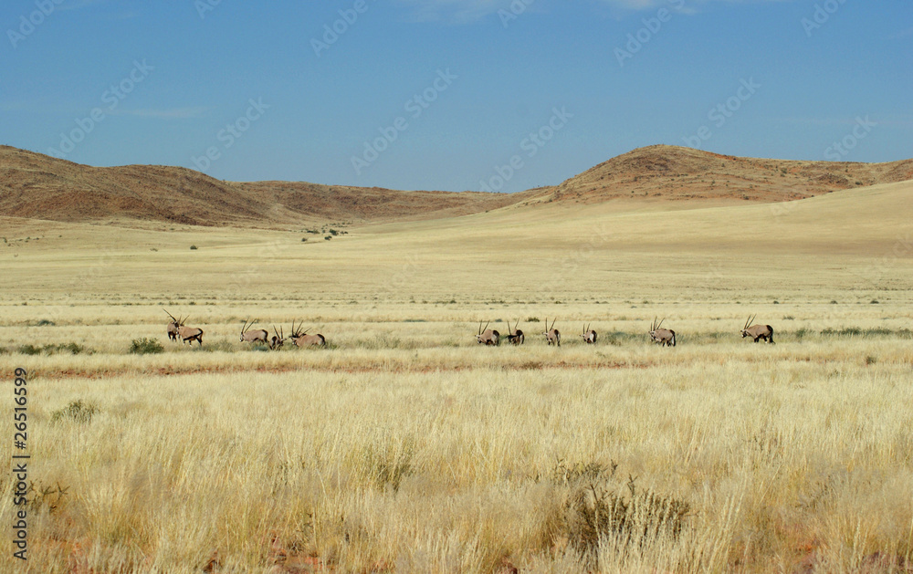 Fototapeta premium oryx sur la D707 4