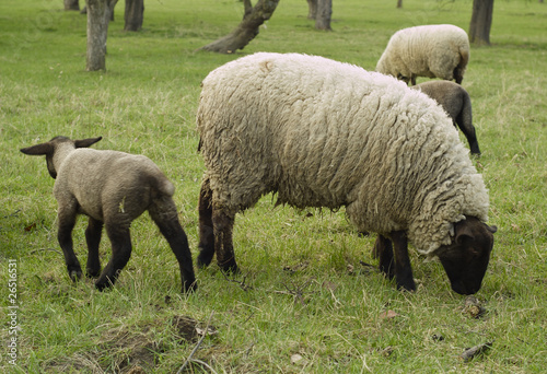 Schafe und Lämmer zu Ostern